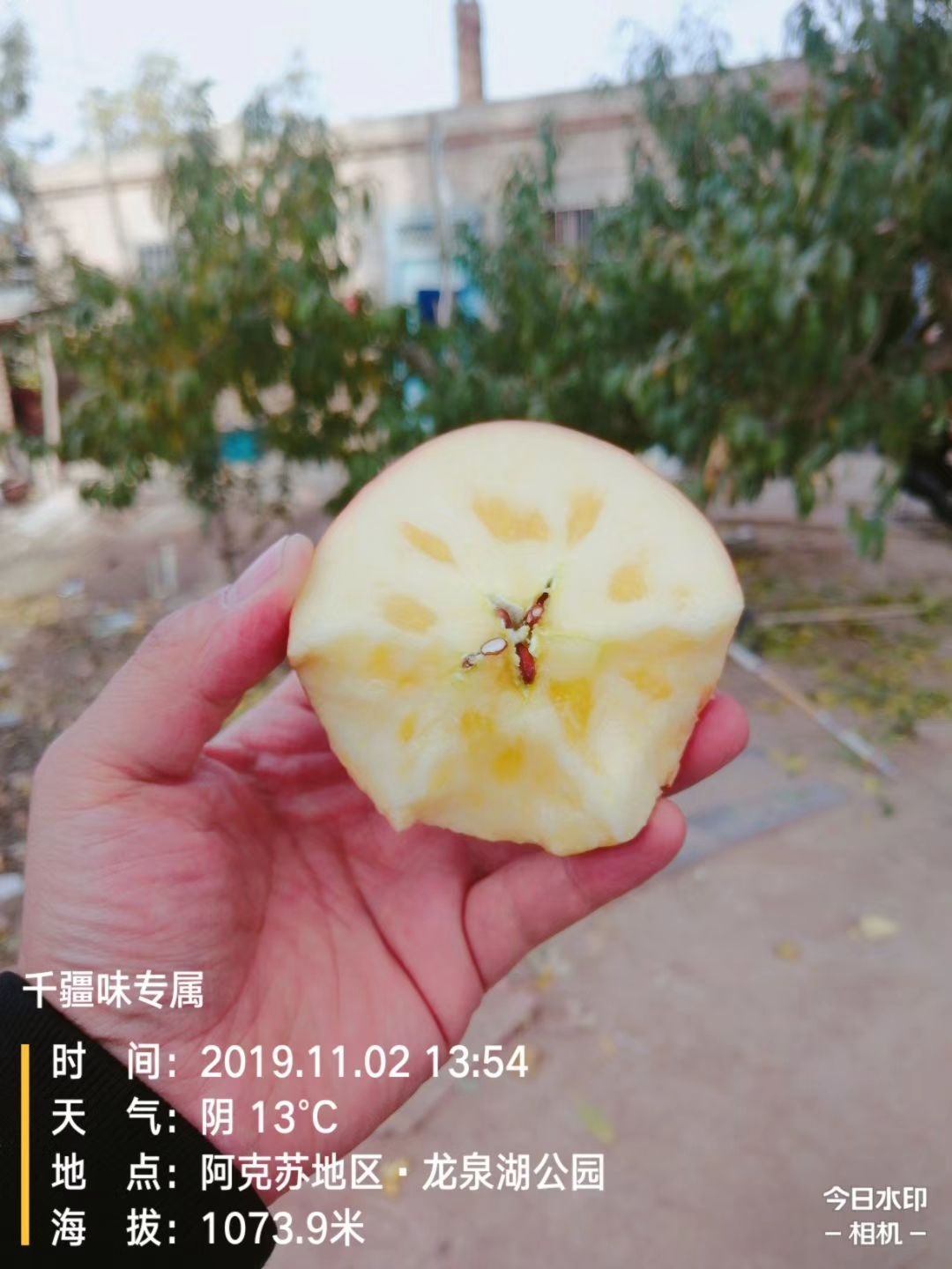  新疆红旗坡冰糖心苹果