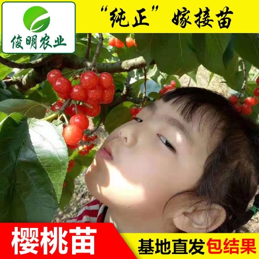 红灯樱桃苗  红灯笼大樱桃苗高80公分南北方种植当年结果