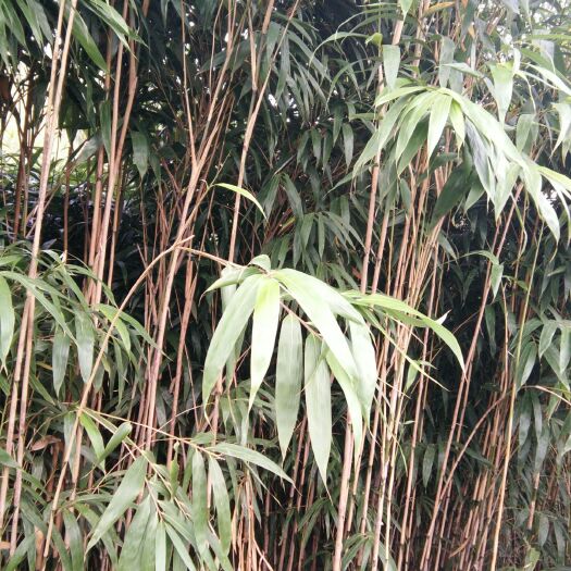 安吉县 大量供应矢竹鱼竿杆挂素材及竹苗