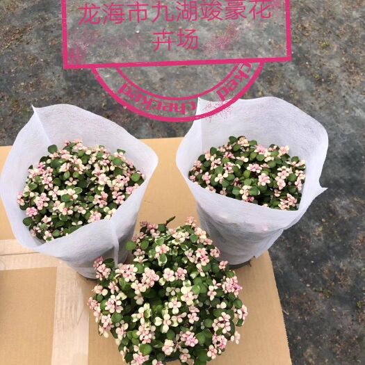 漳州多肉植物  老桩金枝玉叶锦，20盆/箱，原盆发货，货保新鲜