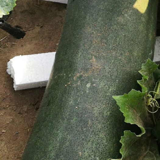 南宁 黑皮大冬瓜，地下放空泡沫……