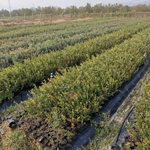 泰安 蓝丰蓝莓苗 保品种 提供种植技术 蓝丰蓝莓苗品种介绍