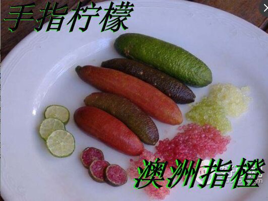 灵山县手指柠檬嫁接苗种植一年开花结果