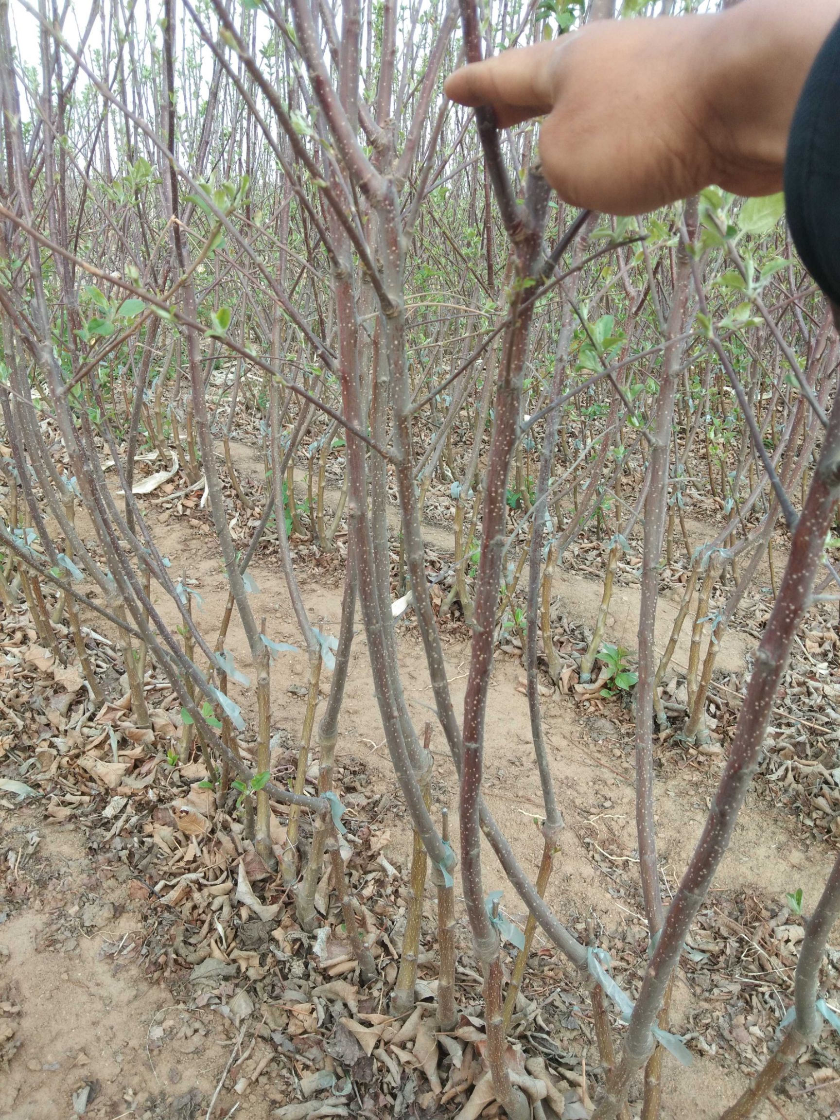 寒富蘋果樹苗 兩年耐寒矮化寒富蘋果苗