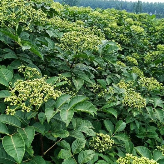 郎溪县吴茱萸苗 100棵60公分正宗江西中花吴茱萸树苗