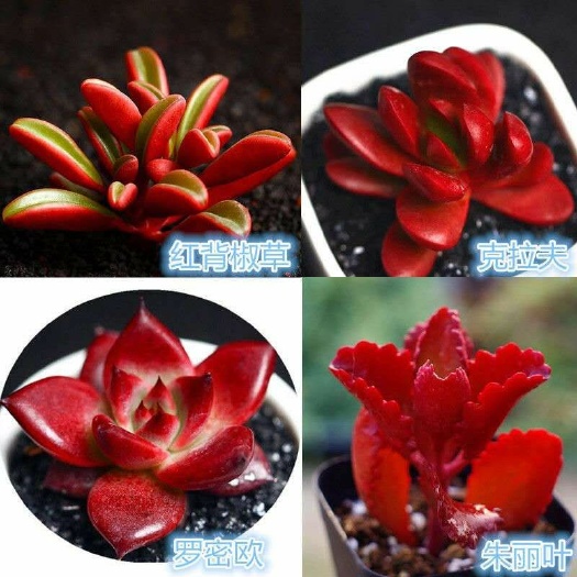 无锡多肉组合  红背椒草克拉夫罗密欧多肉花卉盆载多肉植物组合精品室内绿植