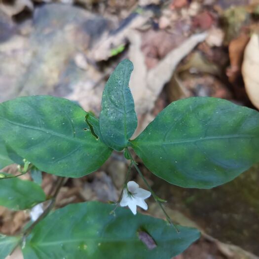 南靖县草花 钟花草