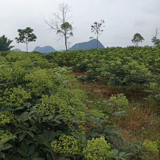 河池吴茱萸苗  出销吴茱萸1年苗高产中花，