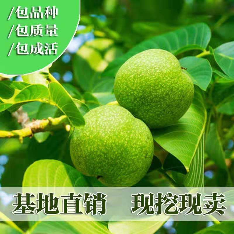 平邑县 嫁接核桃苗  包邮包成活  现挖保湿发货