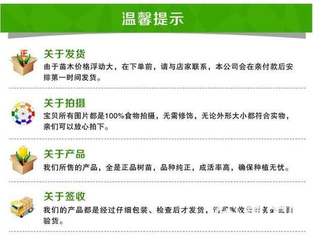 沙金红杏树苗  杏树苗 沙金红杏嫁接苗保湿发货量大从优免费提供技术指导