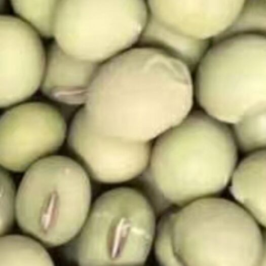 南通黄豆种子 单青豆种子（不含运费）