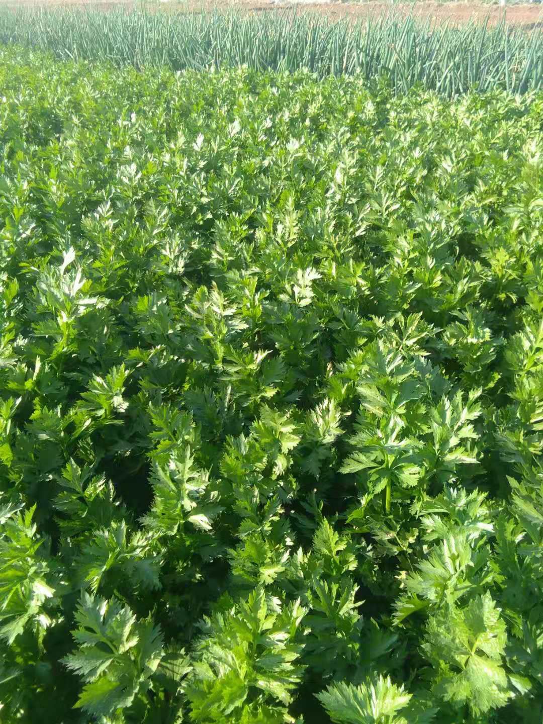 西芹  ，芹菜，优质芹菜，产地直发，量大从优！