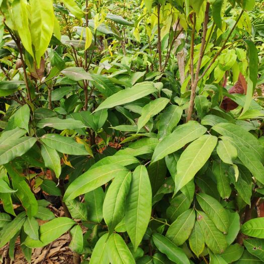 田东县桂味荔枝苗 荔枝果苗 桂味 次年挂果