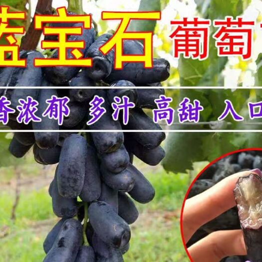 平邑县蓝宝石葡萄苗 蓝宝石葡萄嫁接苗，包成活包品种死苗补发
