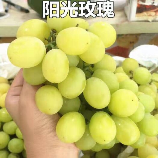 平邑县阳光玫瑰葡萄苗 产量大丰产性强抗旱抗涝结果多南北方种植可带种植技术可联系客服
