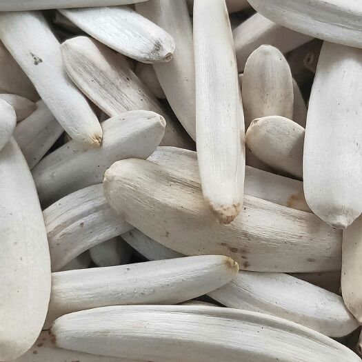 临泉县新疆特产马牙象牙生葵花籽 生白皮瓜子细长白牙签瓜子工厂直销