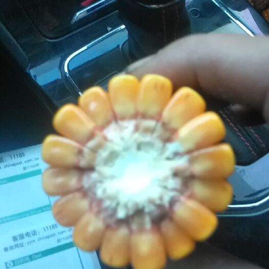 定边县杂交玉米粒 今年的新玉米。量大，货好