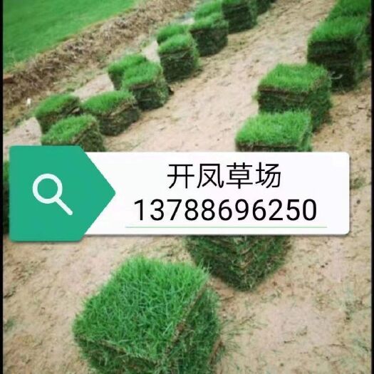 宾阳县广西南宁马尼拉草皮