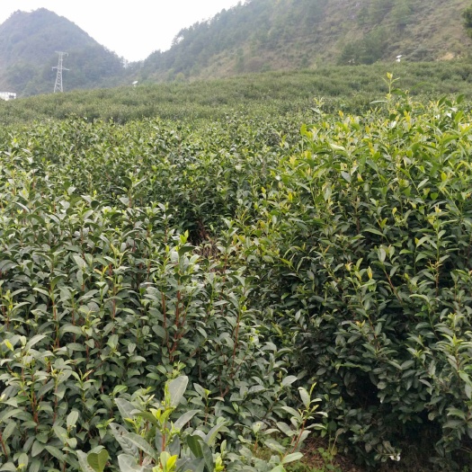 都匀市都匀毛尖  
2025年的二春茶芽叶 ，高香，浓郁回甘
