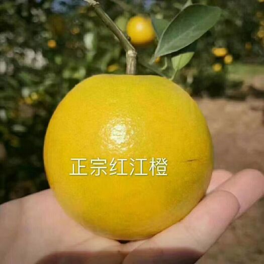 廉江市 正宗红江橙