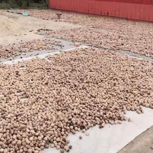 高密市 大量批发核桃