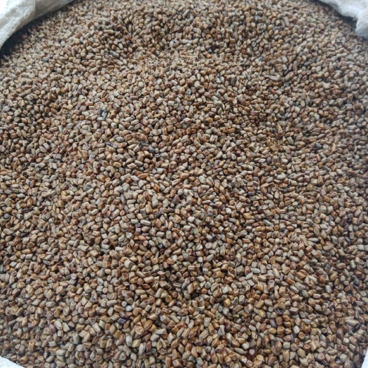 青岛 厂家批发  决明子  量大优惠