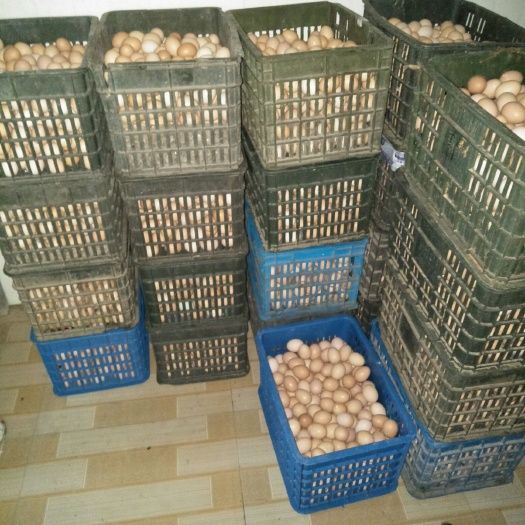 泰兴市 新鲜乌鸡蛋