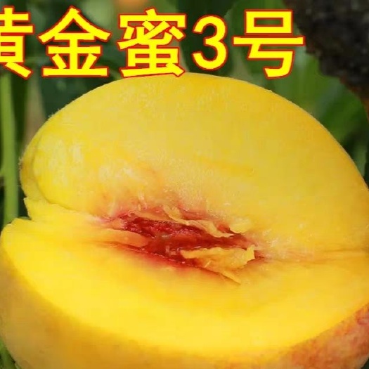 平邑县黄金蜜3号苗  桃树苗 黄金蜜1号3号4号 优质嫁接苗 品种纯 优质苗