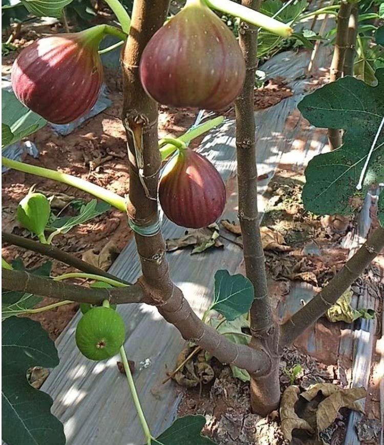 波姬紅無花果苗  無花果樹苗 布蘭瑞克 紫果 青皮 當年結果可簽合同