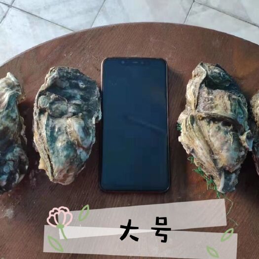 海口广州生蚝 海口直销生蚝，38元32-35个小蚝全城免费配送