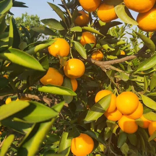 宜都市蜜桔 自产蜜橘量大质优，可大批量供应