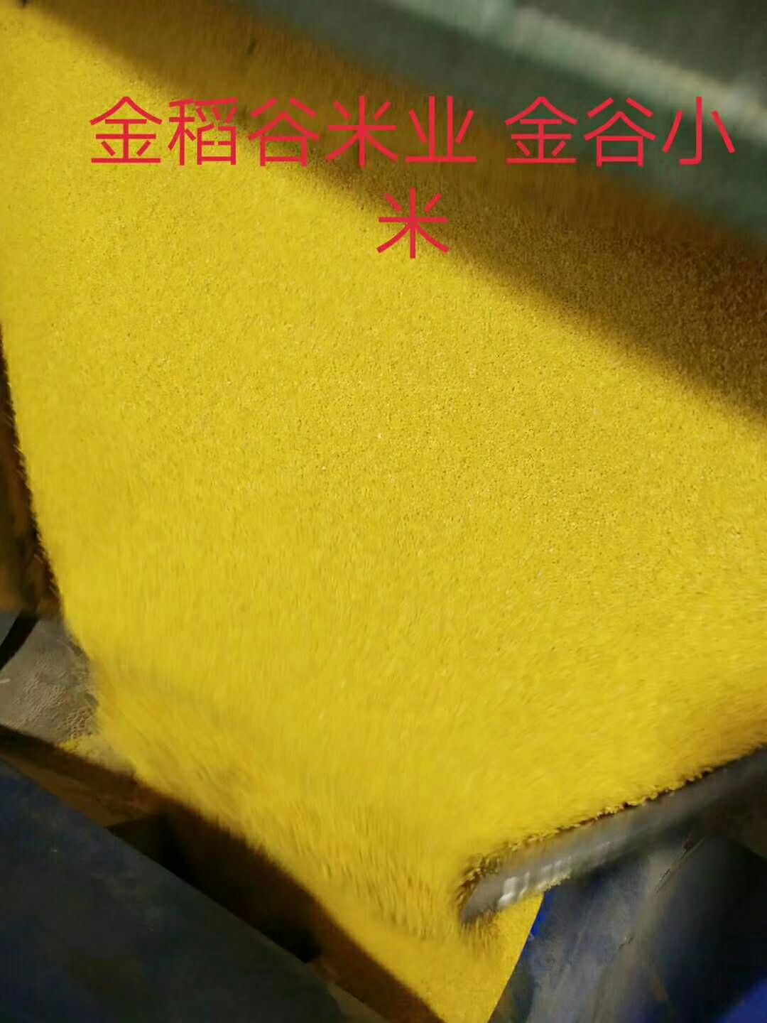  金乡马庙金谷小米   2019年新小米   质量保证