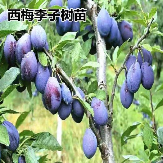 平邑县女神李子树苗  西梅女神 嫁接苗 技术指导 基地发货