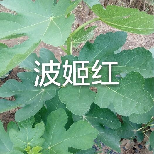 巩义市布兰瑞克苗 波姬红金奥芬青皮紫果包邮