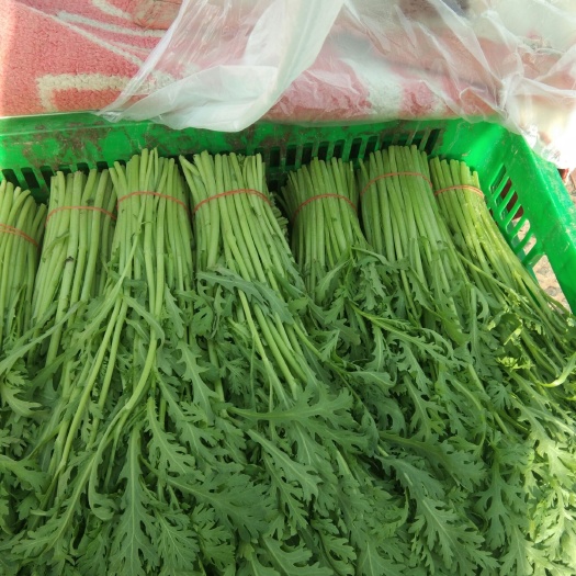南通 精品茼蒿