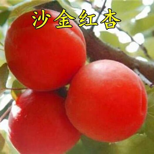 平邑县沙金红杏树苗  杏树苗 沙金红杏嫁接苗保湿发货量大从优免费提供技术指导