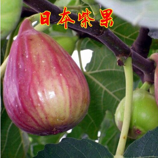 平邑县日本紫果无花果苗 南北方种植当年结果苗口感甜产量高成活率保证喜欢可拍下联系客服