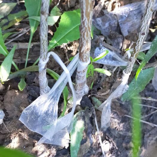 绛县 珍珠枣油桃半成品