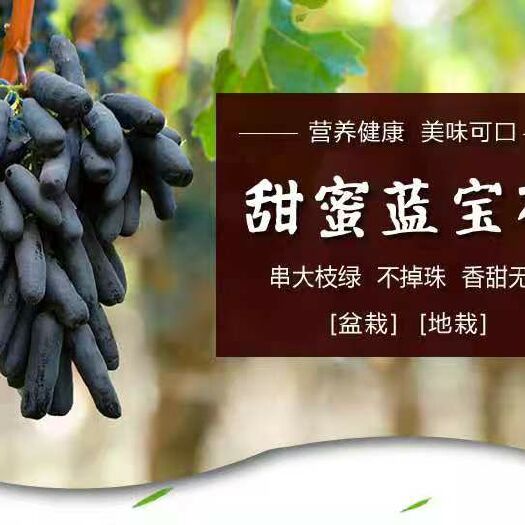 平邑县蓝宝石葡萄苗甜蜜南北方种植