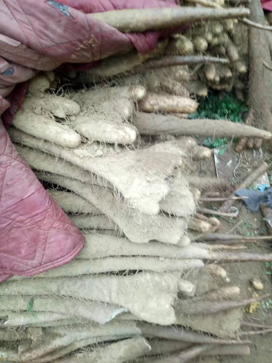  白玉佛手