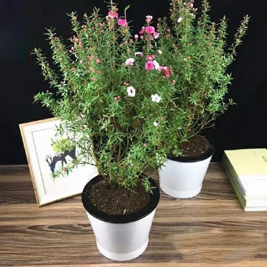 漳平市 澳洲三色松红梅盆栽带花苞发货过年春节客厅摆放花卉四季常青