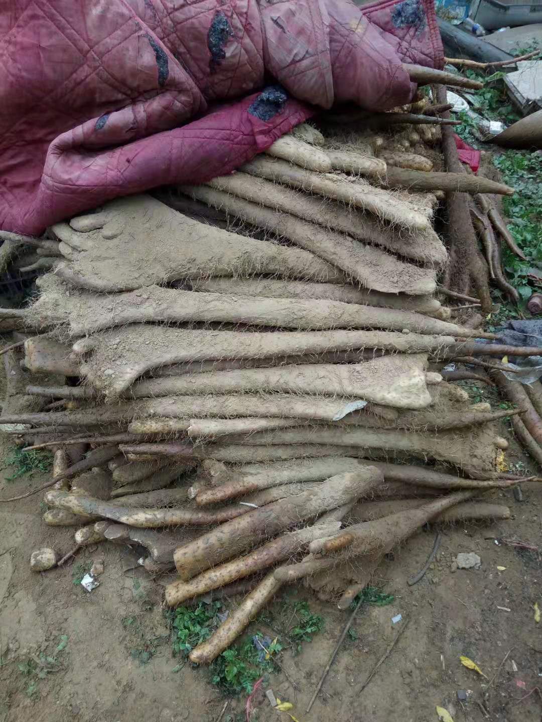  白玉佛手