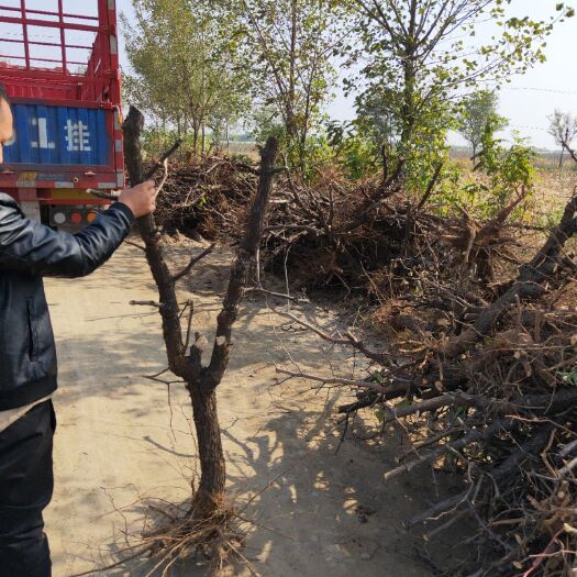 绛县冬枣树苗 占地枣树