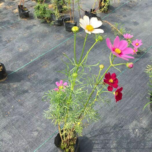 中山市 911基地批发 供应 波斯菊 格桑花 15-50高杯苗 花海