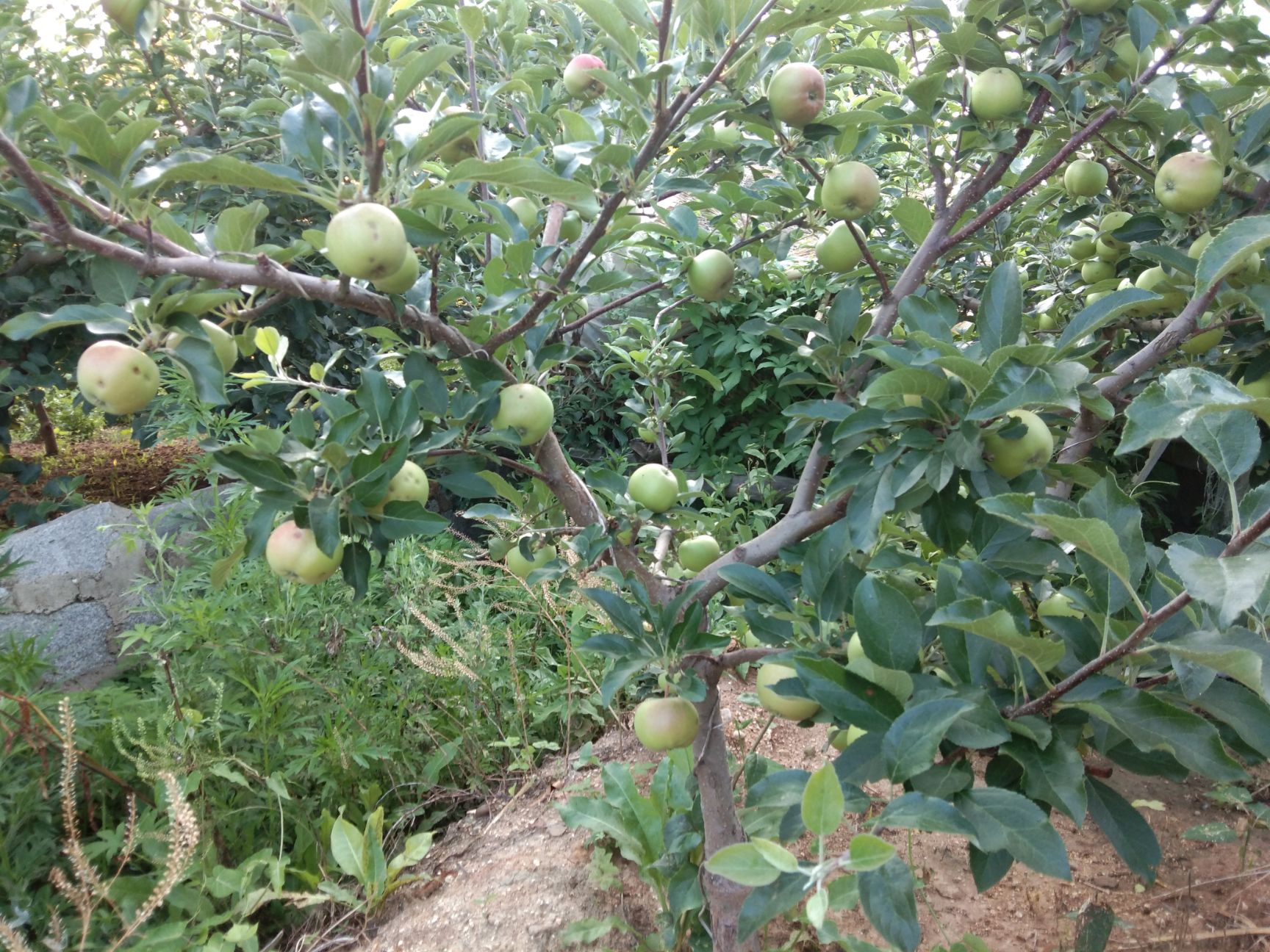 寒富蘋果樹苗 兩年耐寒矮化寒富蘋果苗