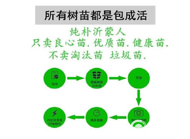 沙金红杏树苗  杏树苗 沙金红杏嫁接苗保湿发货量大从优免费提供技术指导