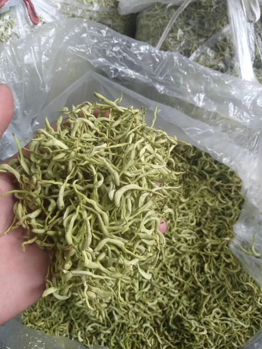 金银花 广东金银花