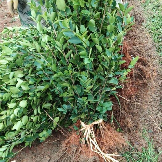 新干县油茶苗