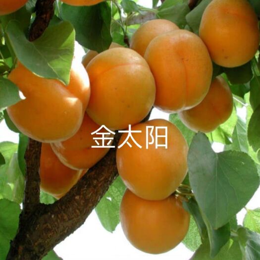 平邑县金太阳杏树苗  杏树苗 金太阳 嫁接苗 保品种 免费提供技术
