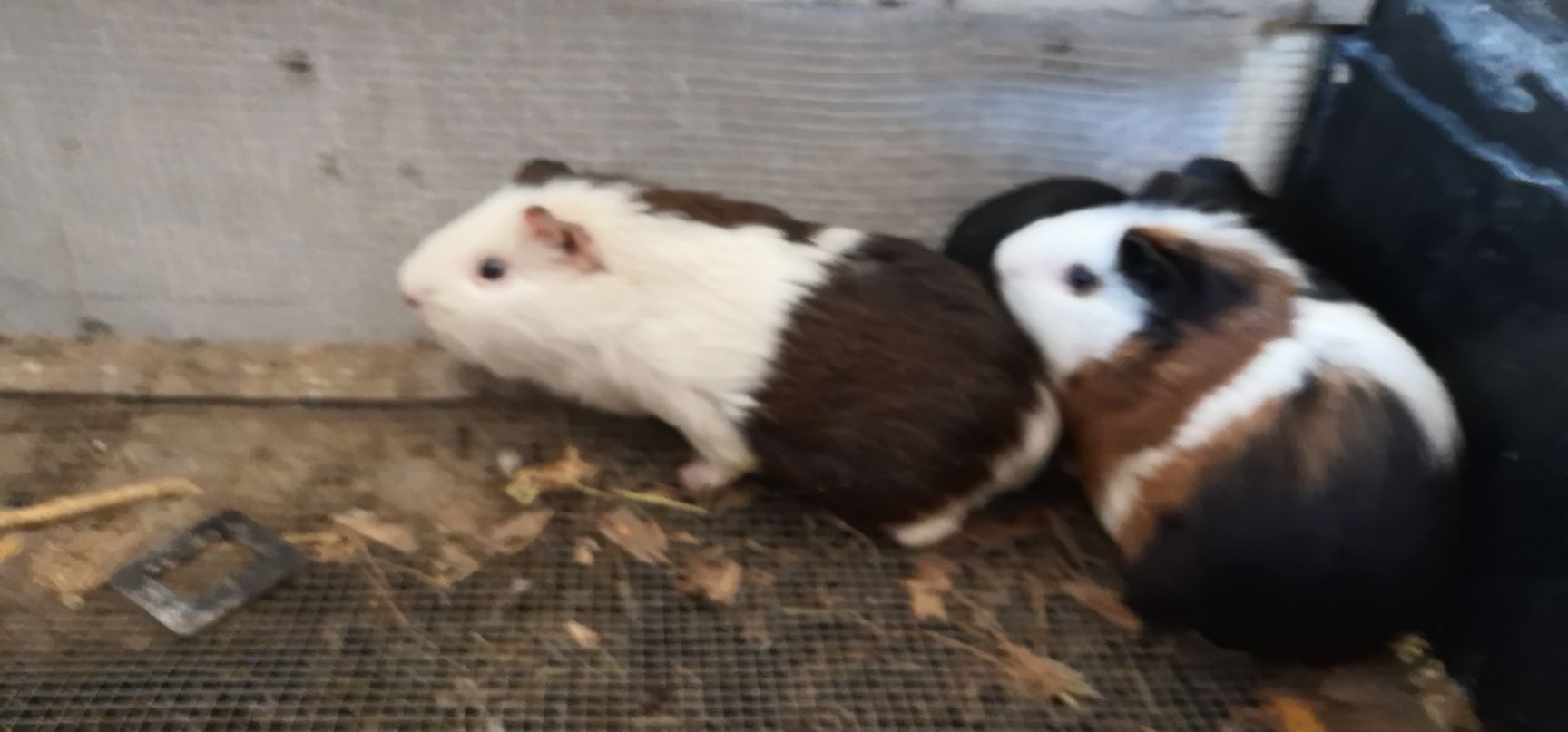 荷兰猪荷兰鼠成年幼崽全部现货支持一件代发